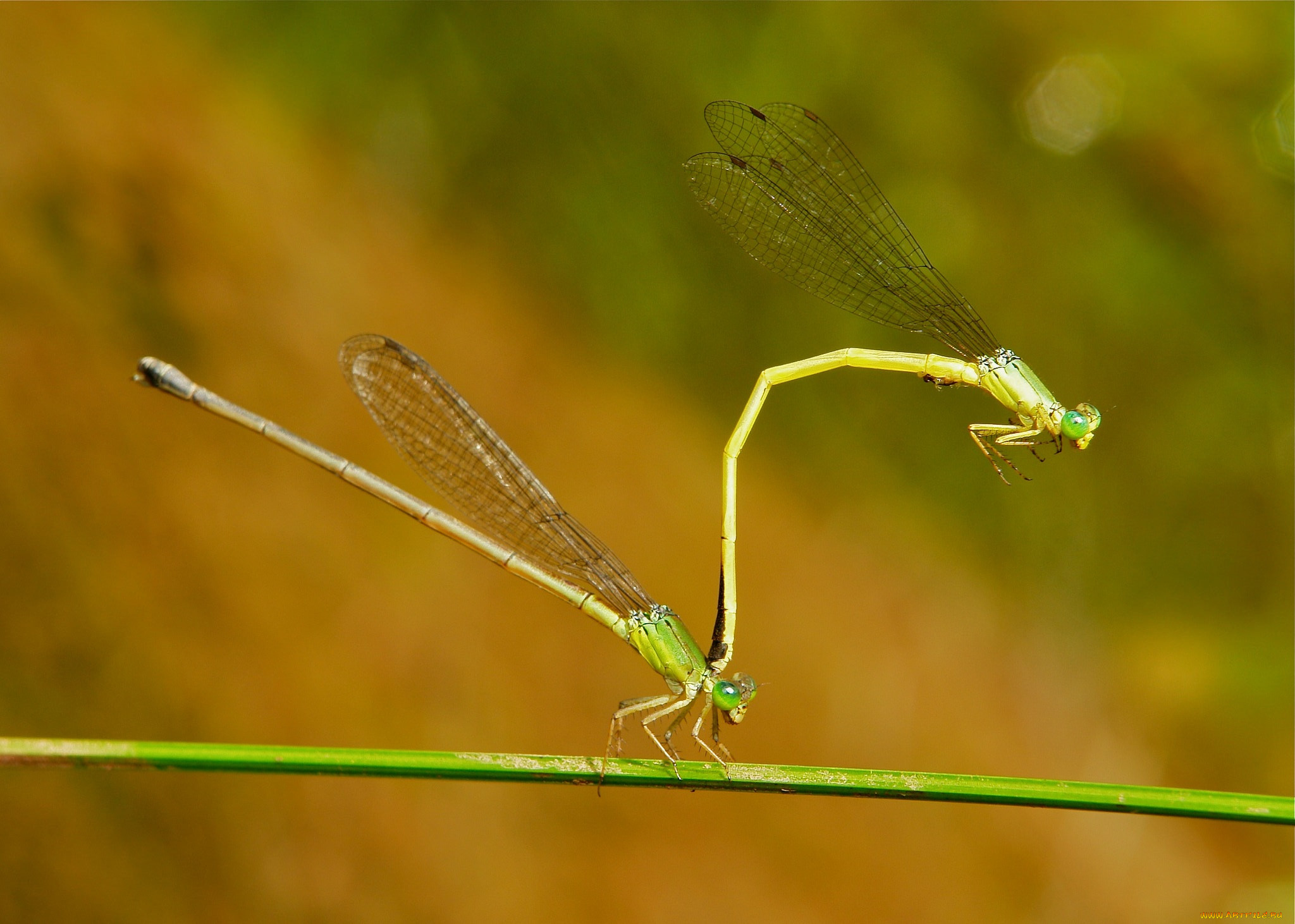 , , , , , itchydogimages